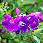 Purple Tibouchina Live Plant 3-5 Inc Tall