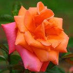 Royal Dane Rose Bush