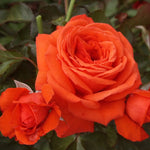 Sun Fire Rose Bush