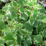2 Plectranthus Variegated Swedish Ivy Plants Houseplant 4-8 Inch Tall In 4 Inch Pot