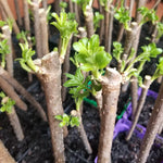 20 American Elderberry Cuttings Live – Black Elderberry Plants for Outdoor Shrub Growing and Fruit Production