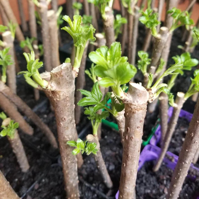 5 American Elderberry Cuttings – Live Unrooted Elderberry Plants, Fruiting Shrub for Berry Harvesting