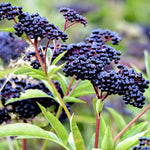 100 American Elderberry Cuttings – Unrooted Live Black Elderberry Plants for Large Berry Harvests and Garden Growth
