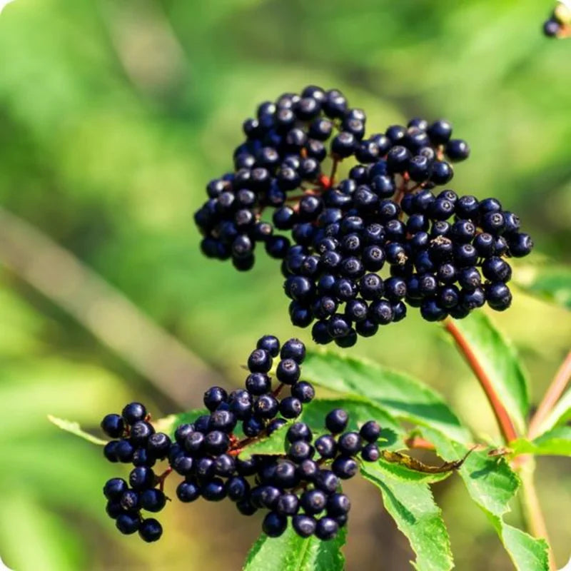Live Black Elderberry Tree, 8-12 Inch Tall, American Elderberry Plant, Ideal for Growing Elderberry Fruit for Landscaping and Home Gardens