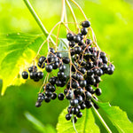 10 Live American Elderberry Cuttings for Planting, 6-10 Inch Tall, Black Elderberry Cuttings for Fruit Tree Gardening and Landscaping