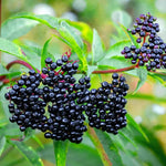 10 Live American Elderberry Cuttings for Planting, 6-10 Inch Tall, Black Elderberry Cuttings for Fruit Tree Gardening and Landscaping