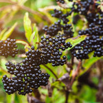 Elderberry Fruit Tree Live, 8-12 Inch Tall, Black Elderberry Plant for Outdoor Gardens, Perfect for Planting and Landscaping Projects