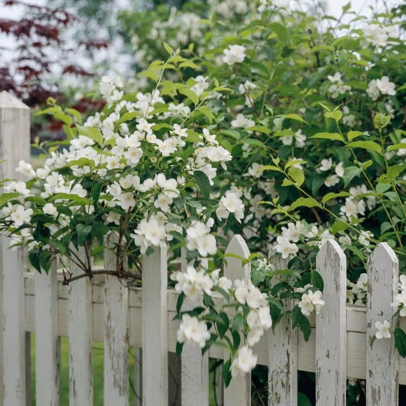 5 Bare Roots Mock Orange Live Plants, White Flowers Mock Orange Tree for Planting, Ready to Plant, Dormant in Winter