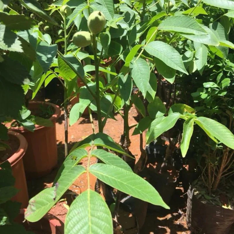 5 Hardy Pecan Trees Live Plants Bare Roots Seedlings, 7-12 Months Old Pecan Fruit Trees, Nut Trees for Spring Planting, Dormant In Winter, Cold Hardy