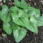 5 Heart Leaf Ginger Plants Bare Roots – Live Wild Ginger Perennials for Planting Beautiful Shade Gardens