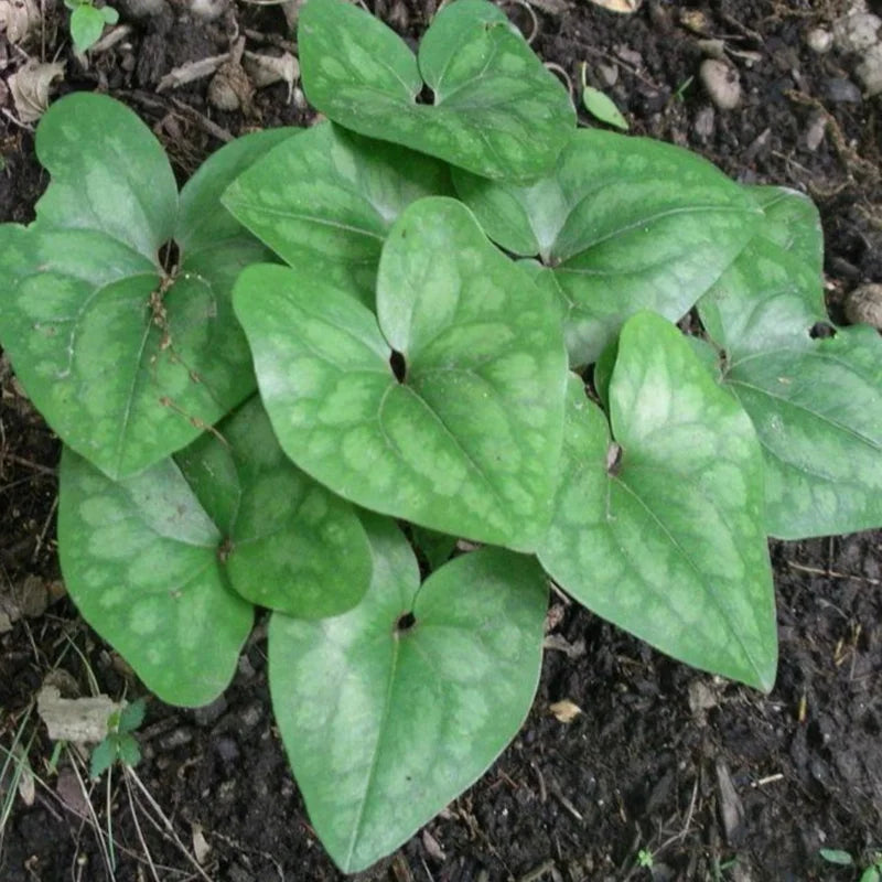 5 Heart Leaf Ginger Plants Bare Roots – Live Wild Ginger Perennials for Planting Beautiful Shade Gardens