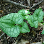 10 Heart Leaf Ginger Plants Live – Perennial Bare Root Wild Ginger for Shaded Garden Areas