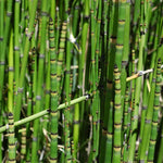 Horsetail Grass Live Plants – Set of 5 in 4-Inch Pots, Ideal for Pond Edges and Water Feature Landscaping