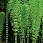 Horsetail Grass Live Plants – Set of 5 in 4-Inch Pots, Ideal for Pond Edges and Water Feature Landscaping