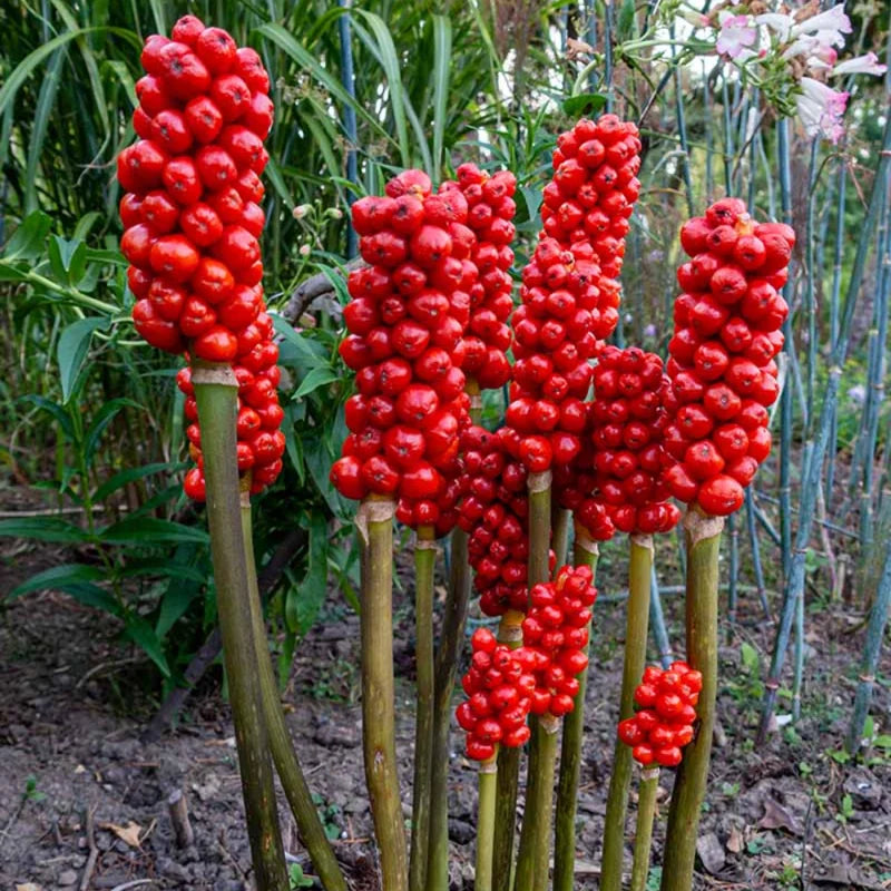 20 Jack in the Pulpit Bare Roots – Hardy Perennial Wildflowers for Home Gardens and Landscaping