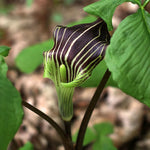 15 Jack in the Pulpit Plants Live Bare Roots – Hardy Perennial Wildflowers for Shady Outdoor Spaces