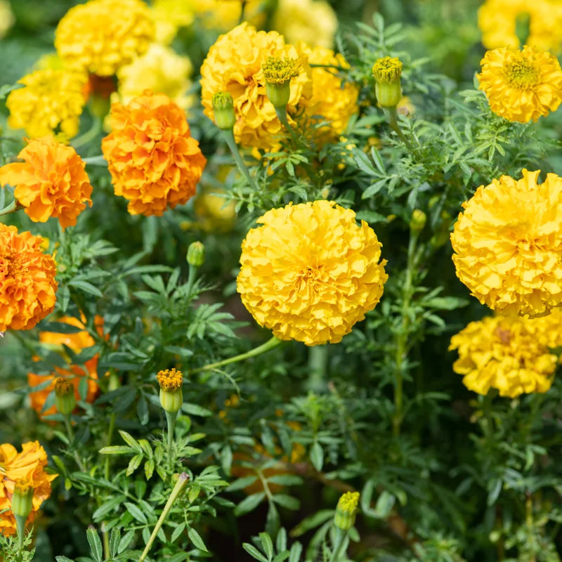 5 Live Yellow Marigold Plants Starter Plants, Marigold Flower Well Rooted, Annual Flower Plant for Planting
