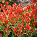 5 Pinkroot Bare Root Plants Live – Perennial Wildflowers for Outdoor Gardens and Landscaping Projects
