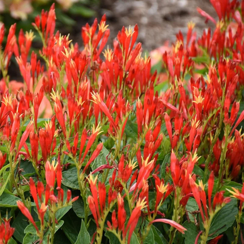 5 Pinkroot Bare Root Plants Live – Perennial Wildflowers for Outdoor Gardens and Landscaping Projects