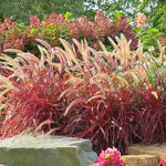 20 Red Fountain Grass Plants Live Bare Roots – Perennial Ornamental Grass for Beautiful Fall Landscaping Projects