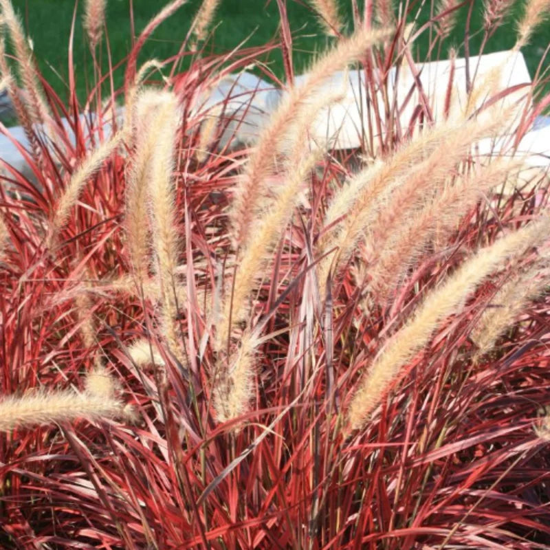 20 Red Fountain Grass Plants Live Bare Roots – Perennial Ornamental Grass for Beautiful Fall Landscaping Projects