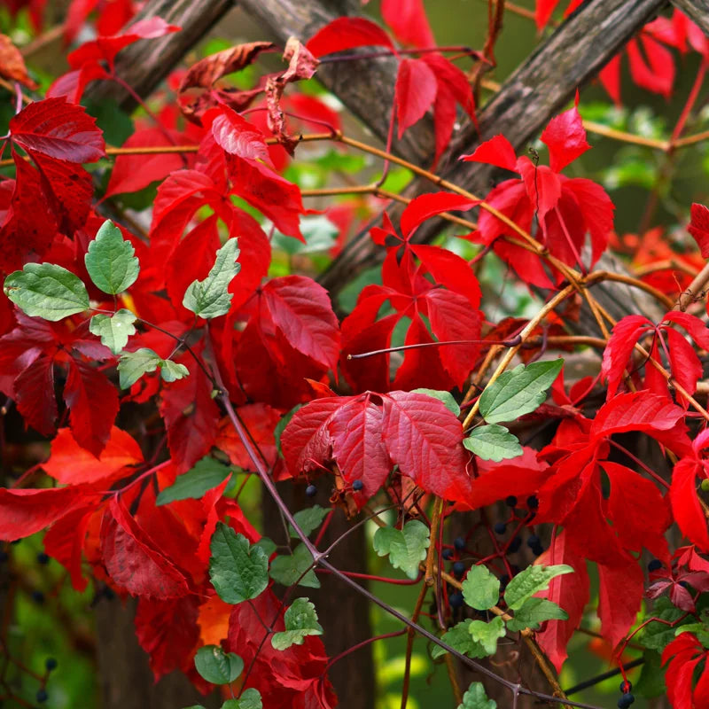 5 Virginia Creeper Ivy Plants Bare Roots – Live Perennial Vines for Garden Decoration and Vertical Growth