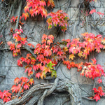 5 Virginia Creeper Ivy Plants Bare Roots – Live Perennial Vines for Garden Decoration and Vertical Growth
