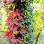 5 Virginia Creeper Ivy Plants Bare Roots – Live Perennial Vines for Garden Decoration and Vertical Growth