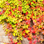 10 Virginia Creeper Ivy Plants Live – Perennial Five-Leaved Ivy Bare Roots for Landscaping and Ground Cover