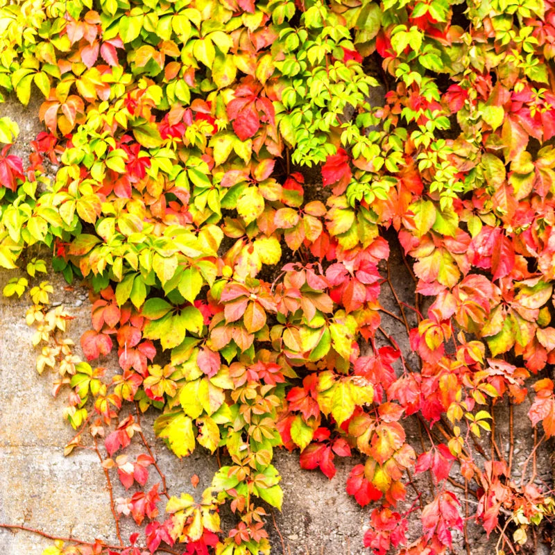 10 Virginia Creeper Ivy Plants Live – Perennial Five-Leaved Ivy Bare Roots for Landscaping and Ground Cover