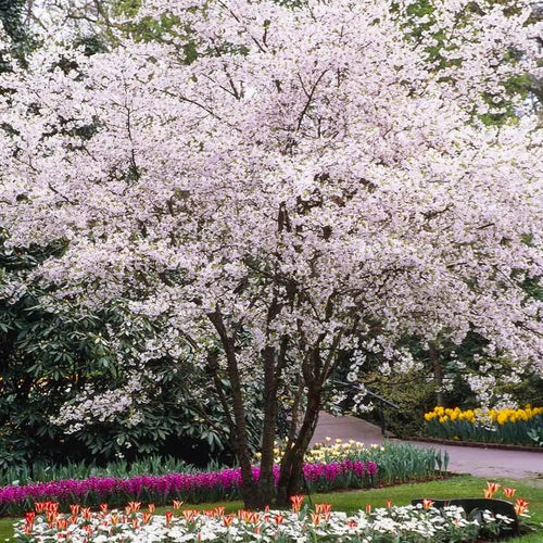 5 White Dogwood Trees Live Plant, Bare Root, Dormant, 1 to 2 Ft Tall, Dogwood Tree for Planting Outdoors, White Flowersing Dogwood Tree Shrub Bush Plant for Growing Outside