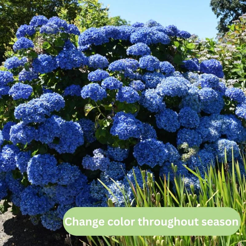 3 White Pee Gee Hydrangea Trees Set 3 Bare Roots, Flowers Hydrangea for Planting, Hardy Hydrangea Bush, Zone 5 to 9, Change Color Hydrangea Shrub