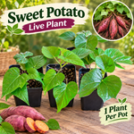 Sweet Potato Live Plant, Ipomoea Batatas Starter, 4-Inch Pot