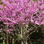 Set 4 Eastern Redbud Trees Live Plants Quart Pot, 10-15 Inc, Cercis Canadensis Red Bud Trees Live Plants Outdoor Fast Growing