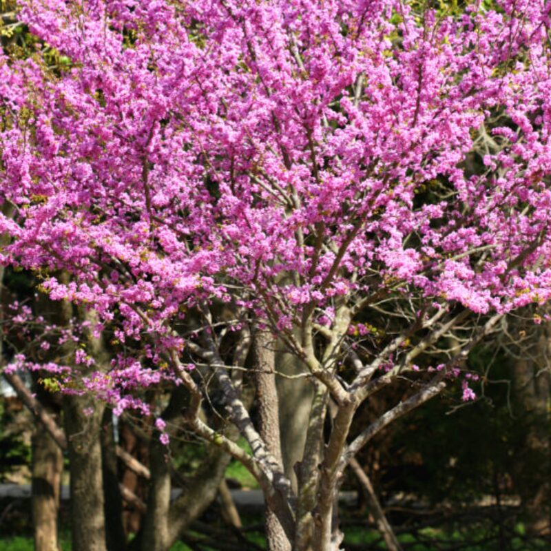 Set 4 Eastern Redbud Trees Live Plants Quart Pot, 10-15 Inc, Cercis Canadensis Red Bud Trees Live Plants Outdoor Fast Growing