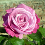 Fragrant Plum Rose Bush