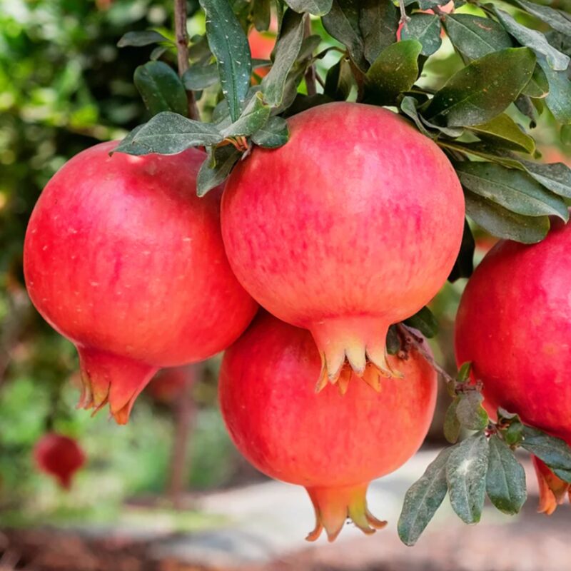 Combo 3 Pomegranate Trees Live Plant - Wonderful Pomegranate - 2 Year-Old - Potted Plant