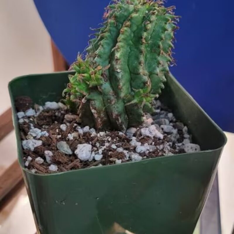 Twisted Euphorbia Cactus, Spiral cactus