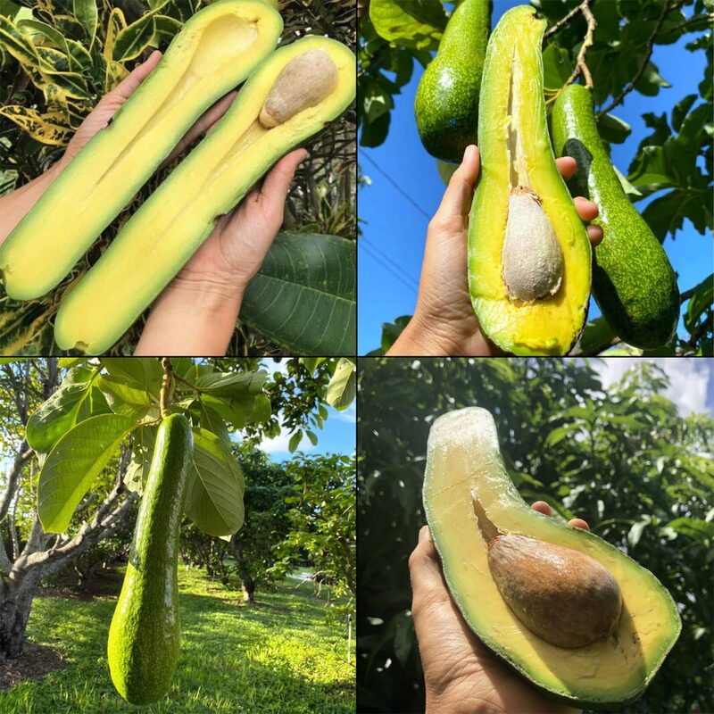 Large Avocados Long Neck Tree Plant, 3 Ft Tall, Potted, Grafted Long Neck Avocado Plant Live Tree In Pot, No CA