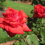 Dolly Parton Rose Plant Live