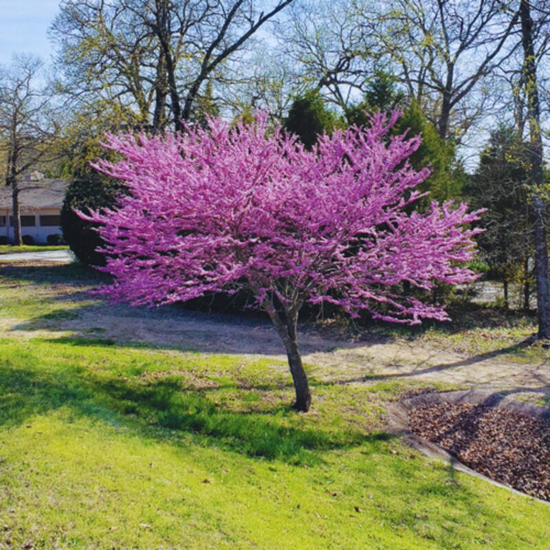 Pack 8 Eastern Redbud Trees Live Plants Quart Pot, 10-15 Inc, Cercis Canadensis Red Bud Trees Live Plants Outdoor Fast Growing