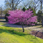 Pack 8 Eastern Redbud Trees Live Plants Quart Pot, 10-15 Inc, Cercis Canadensis Red Bud Trees Live Plants Outdoor Fast Growing