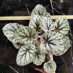 Silver Dollar Rex Begonia Plant Potted