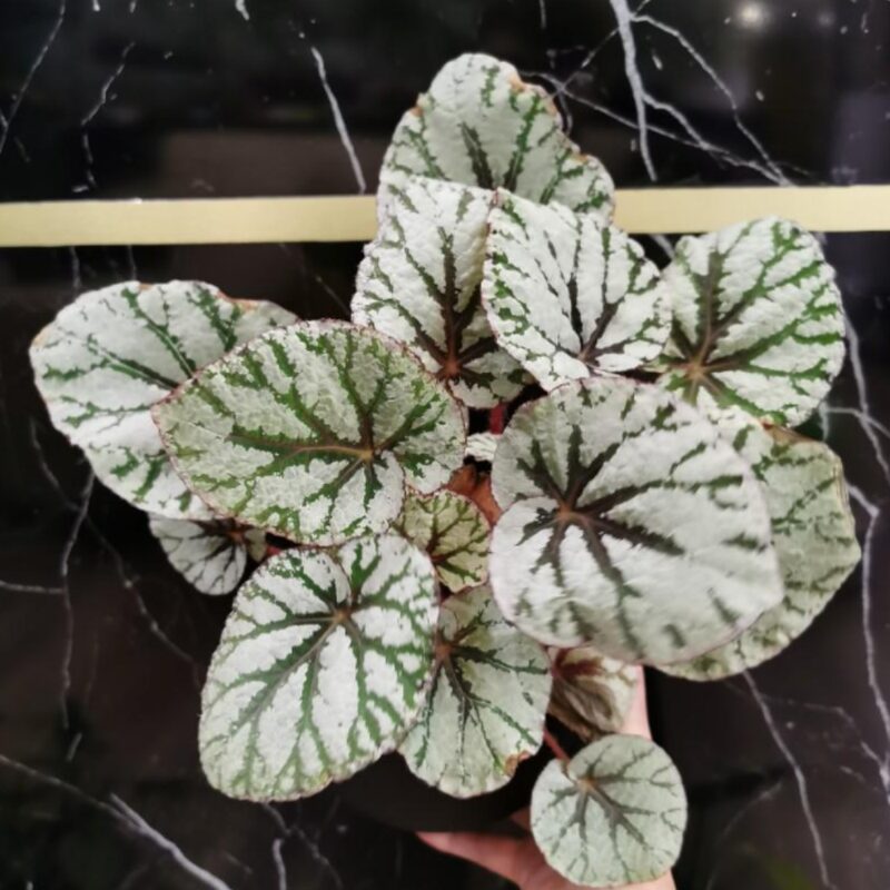 Silver Dollar Rex Begonia Plant Potted