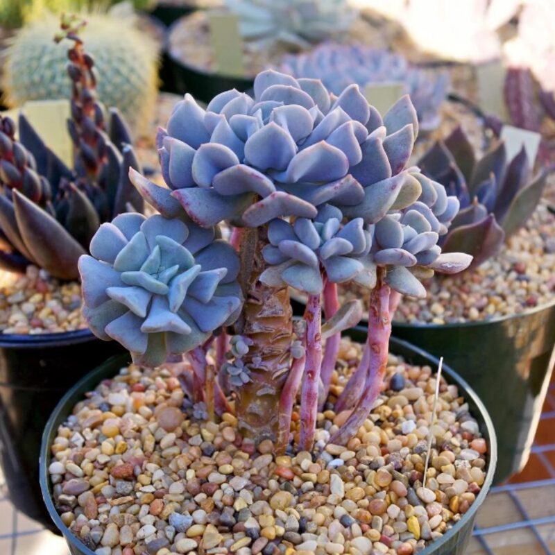 Echeveria Cubic Frost Succulent Plants