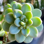 Sedum Clavatum Plant, Tiscalatengo Gorge Plant - 4 Inches Pot - Floral Succulent, Rock Garden Plant