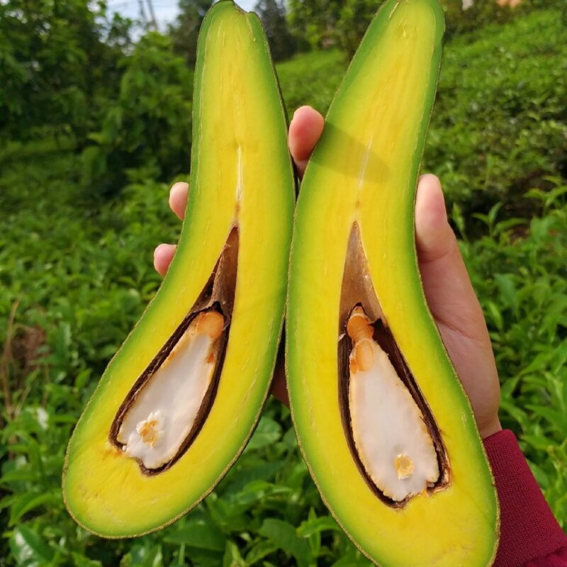 Cold Hardy Long Neck Avocado Tree Plant Live, Grafted Long Neck Avocado Plant Live Tree In Pot, 2-3Ft No CA