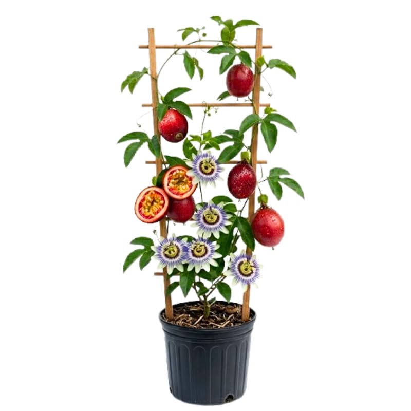 Purple Passion Fruit Plant Live 1.5-2 Feet Tall, Passiflora Edible Fruit Vine in Gallon Pot, Tropical Climbing Plant for Trellis, Garden or Patio