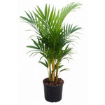Palm Tree Live Plant, Fully Rooted in 3 Gallon Pot, Rare Tropical Plant Live for Indoor or Outdoor Growing, Orange