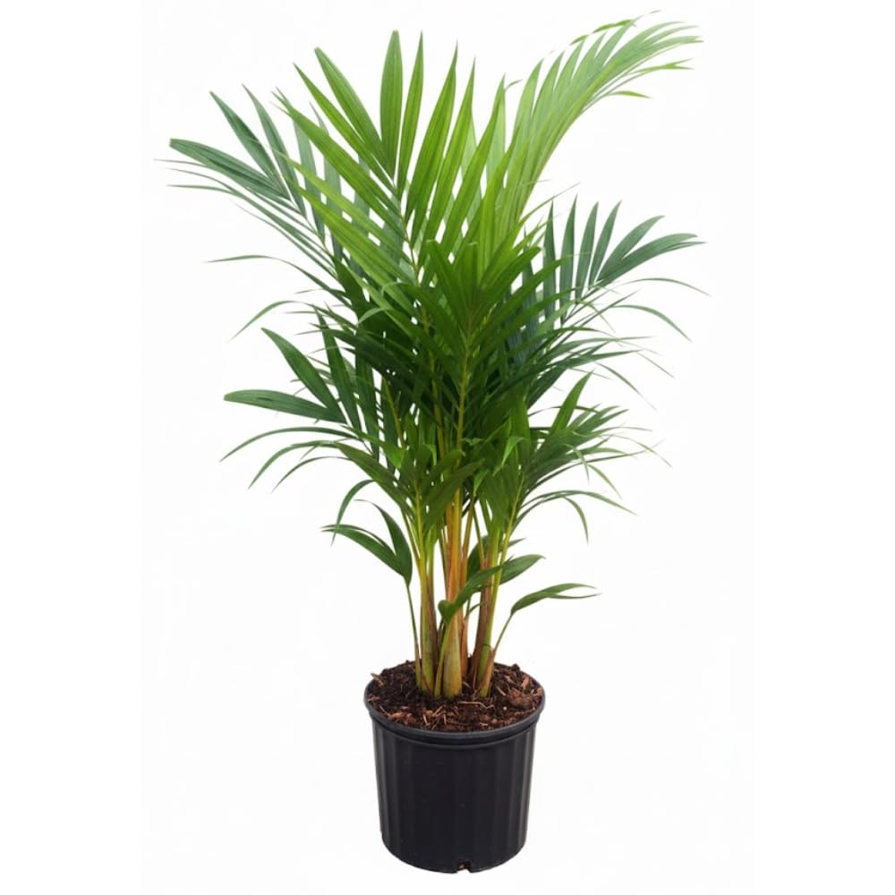 Palm Tree Live Plant, Fully Rooted in 3 Gallon Pot, Rare Tropical Plant Live for Indoor or Outdoor Growing, Orange